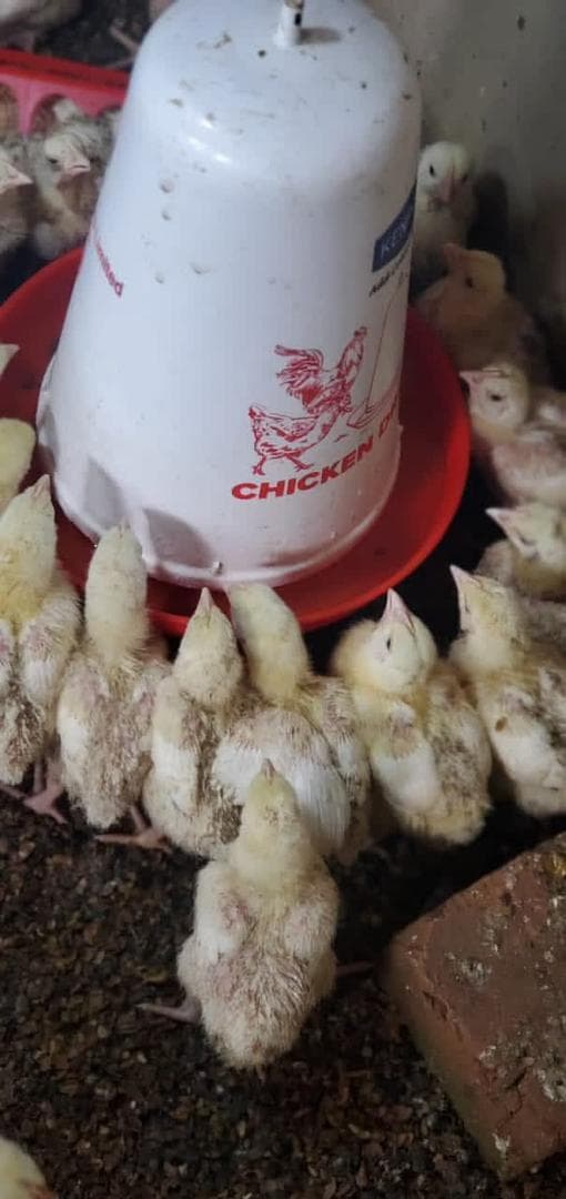 Chicken Coop Project